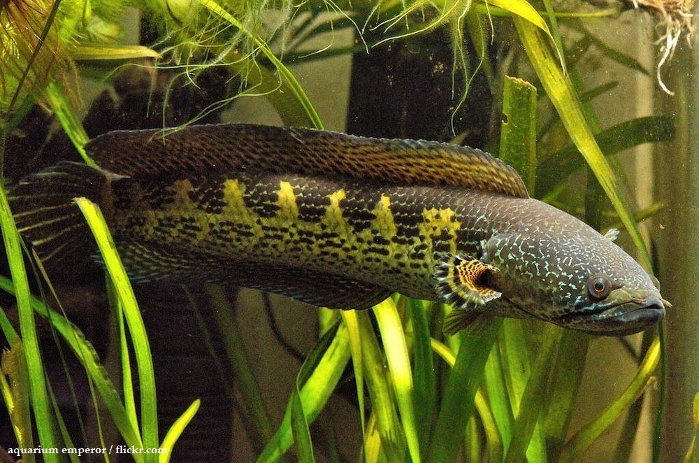 Ikan Channa Auranti
