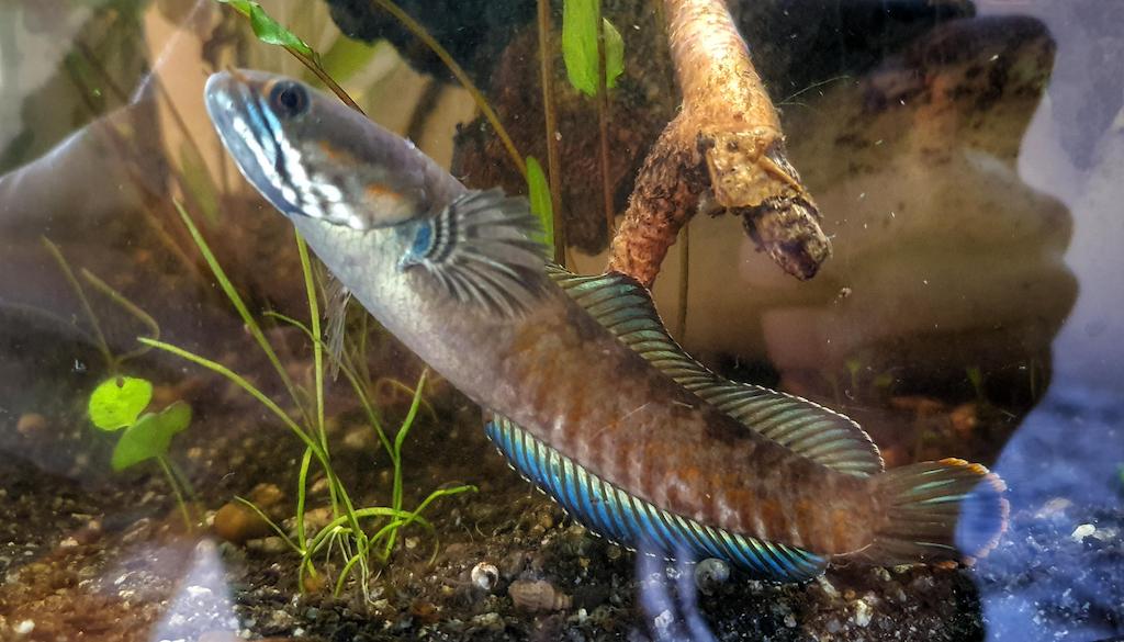 Jenis Ikan Channa