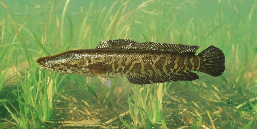 Jenis Ikan Channa