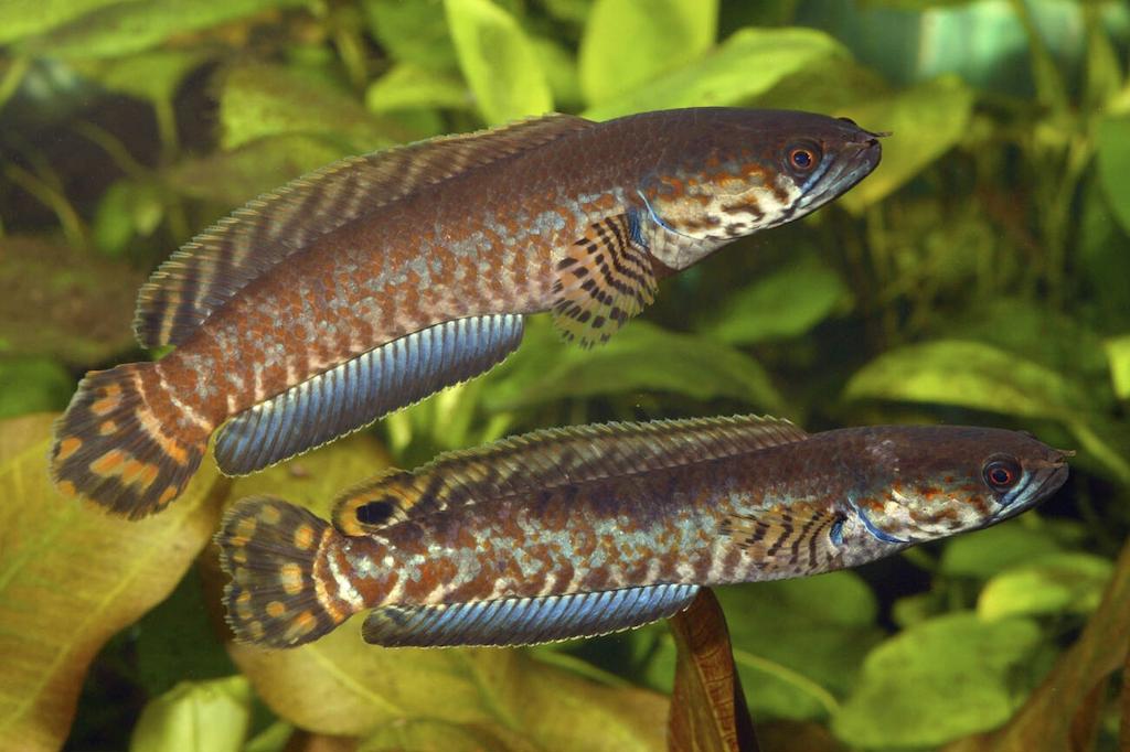 Jenis Ikan Channa