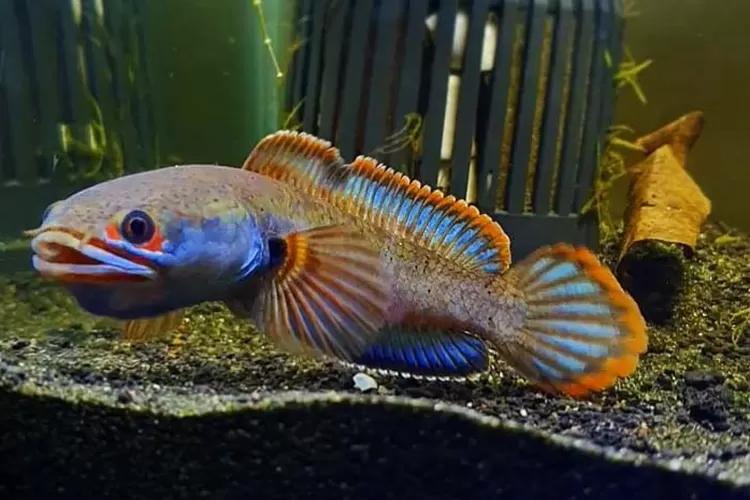 Jenis Ikan Channa