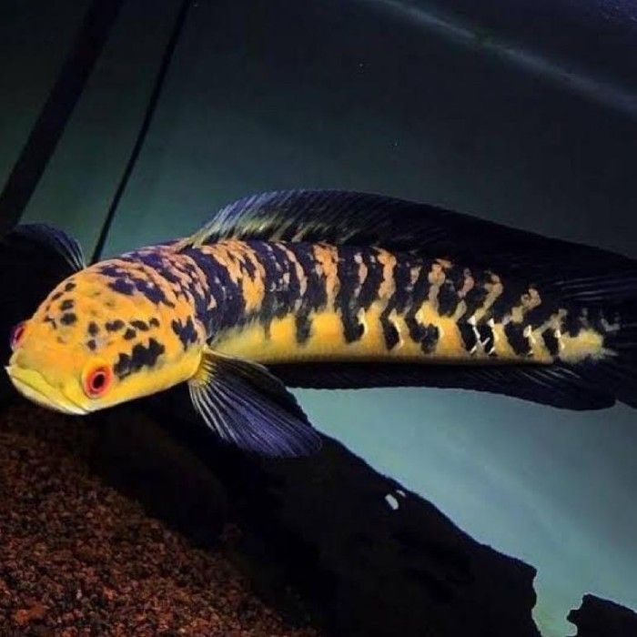 Jenis Ikan Channa