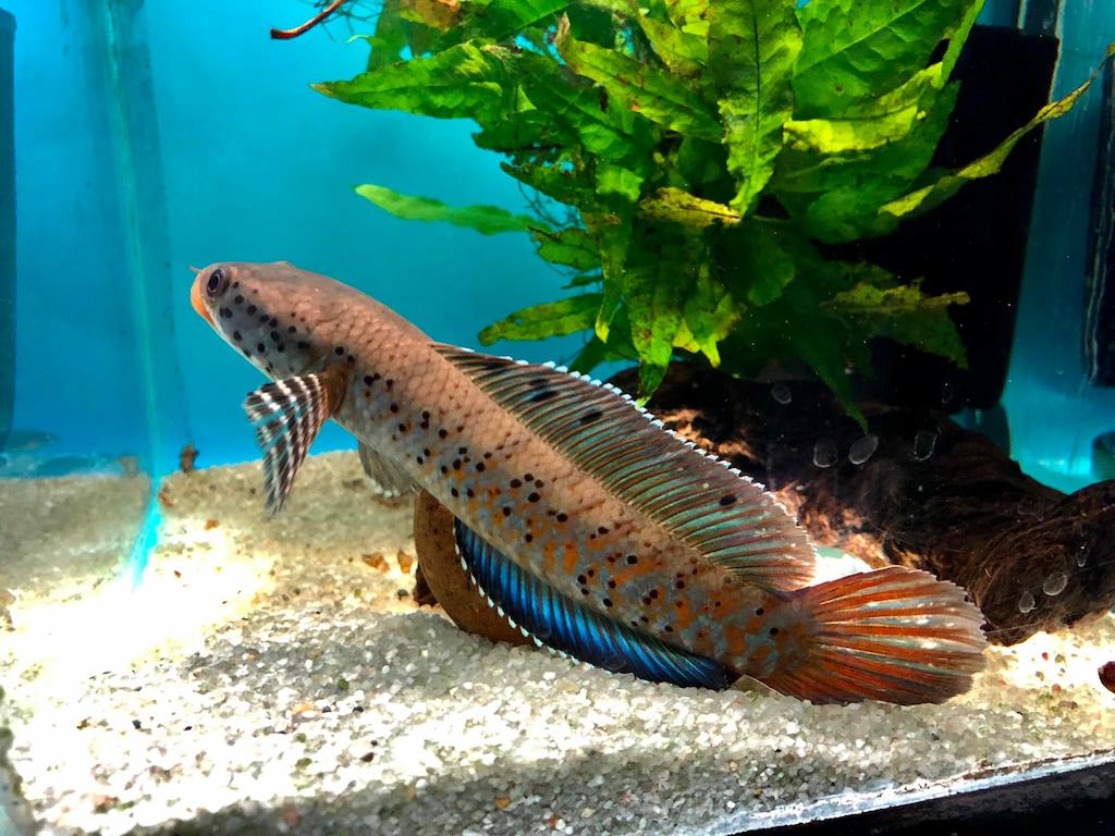 Jenis Ikan Channa