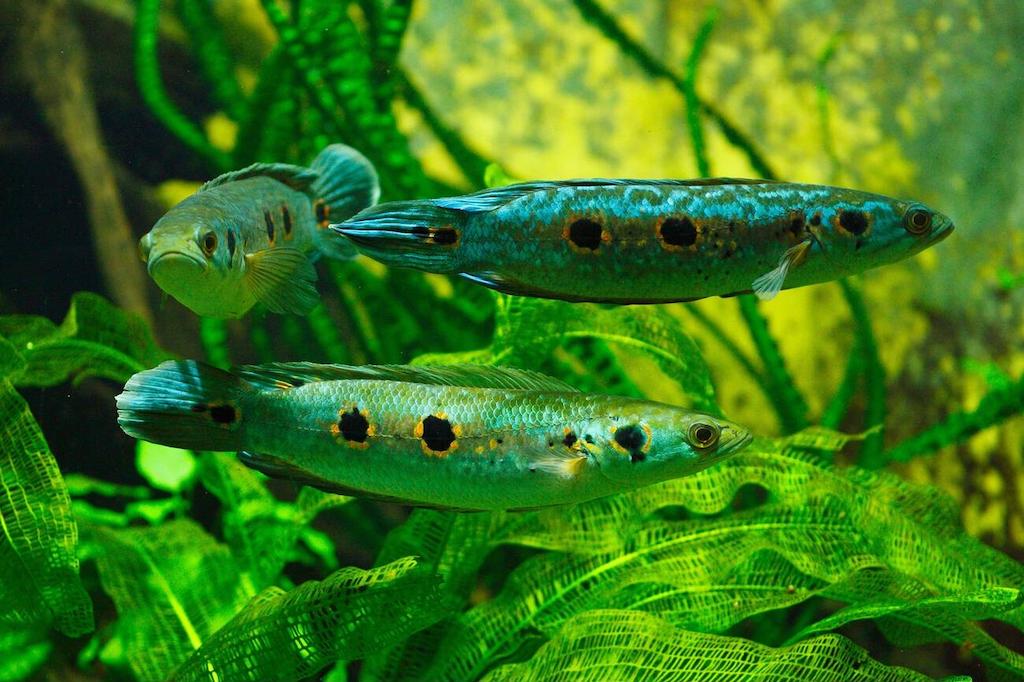 Jenis Ikan Channa