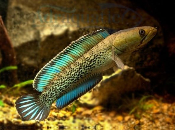 Jenis Ikan Channa