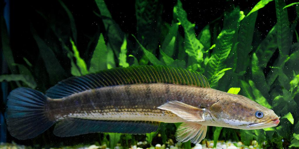 Jenis Ikan Channa