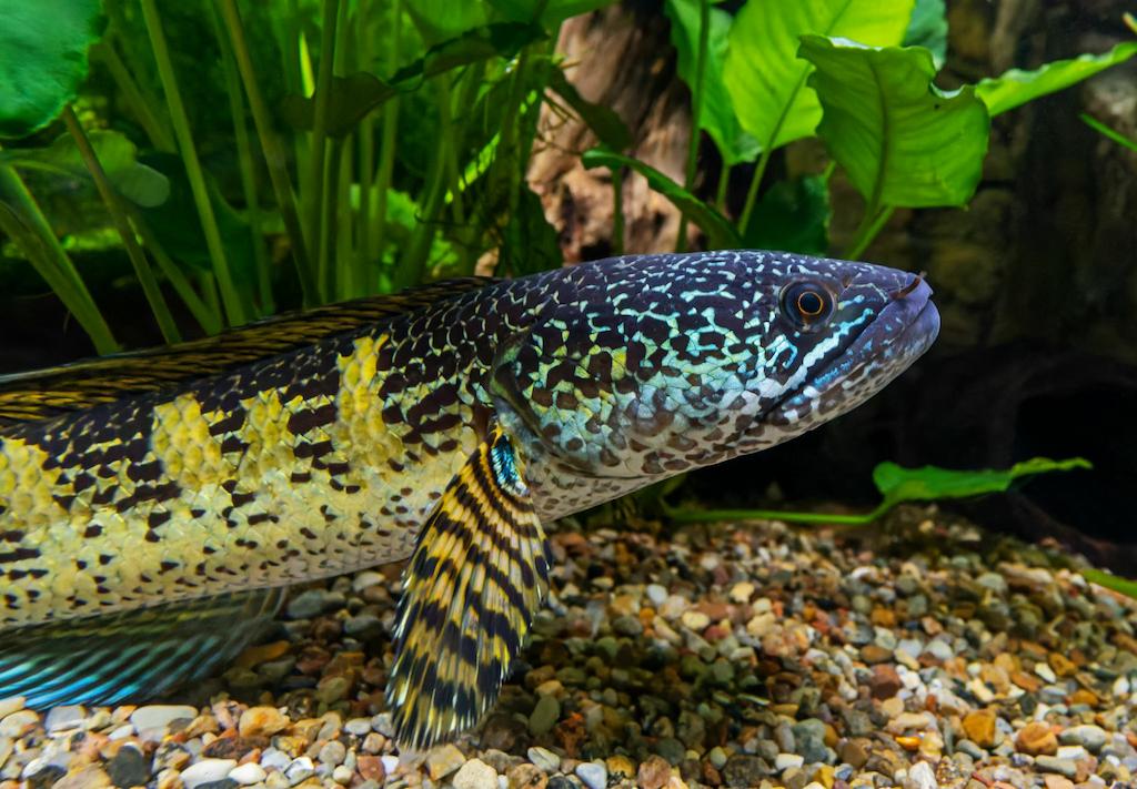 Perilaku Ikan Channa Auranti