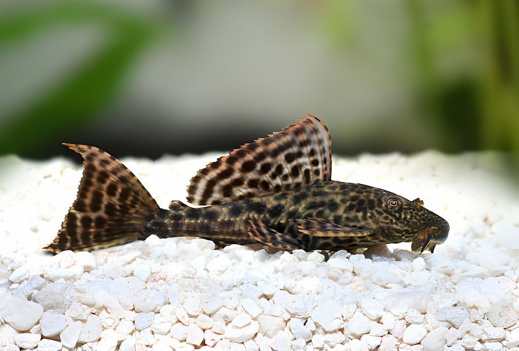 Cara Merawat Ikan Pleco