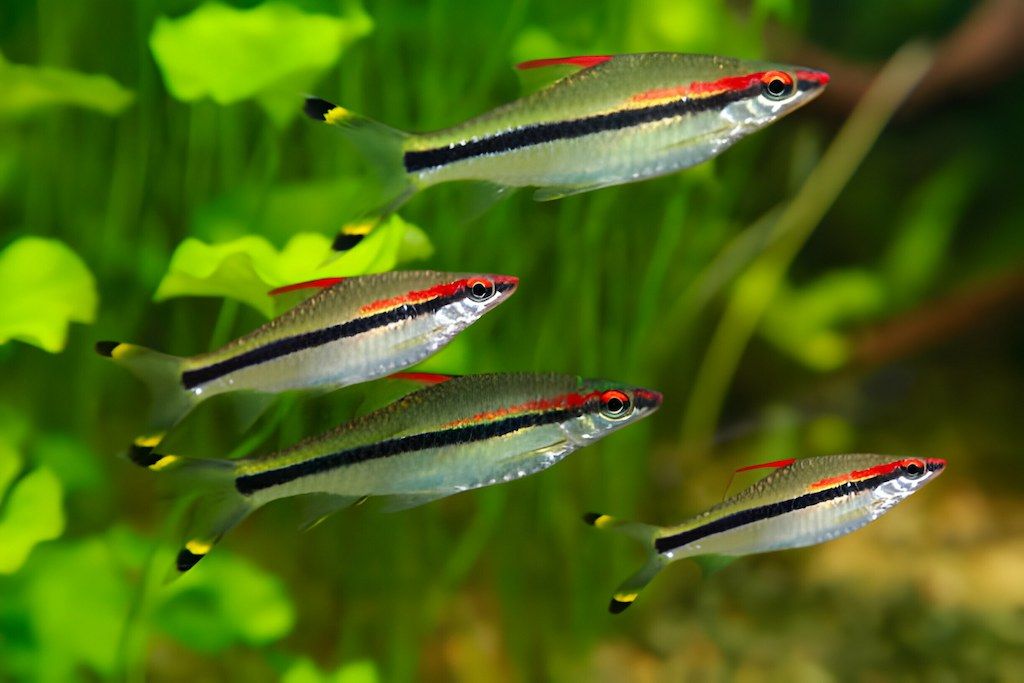 Cara Merawat Ikan Puntius Denisonii