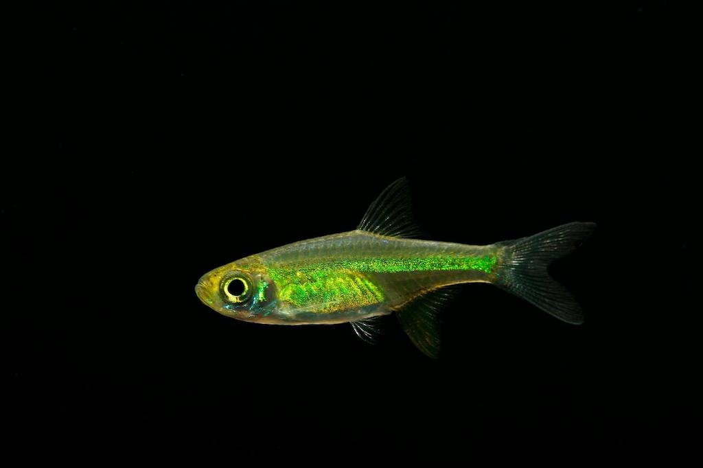 Cara Merawat Ikan Rasbora Kubotai