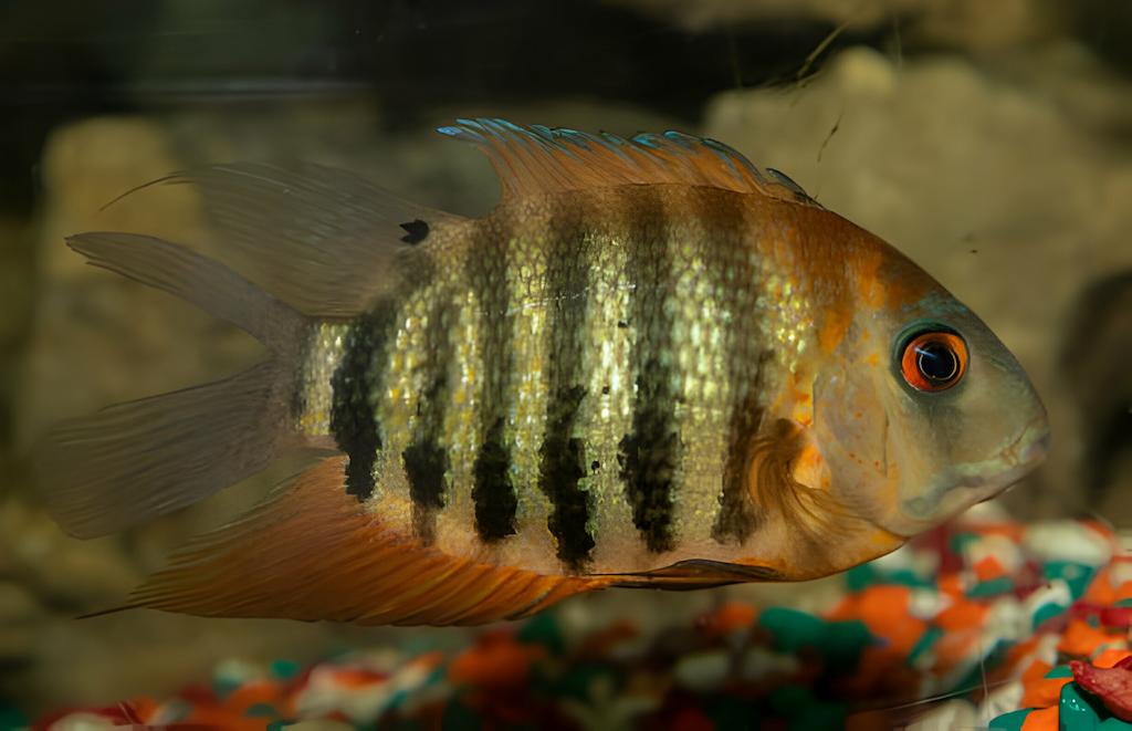 Cara Merawat Ikan Severum