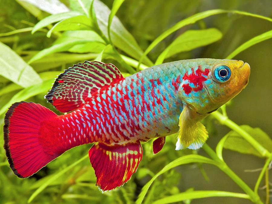 Ciri-ciri Ikan Killifish Guentheri