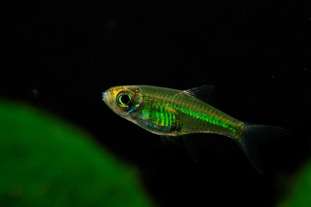 Ciri-ciri Ikan Rasbora Kubotai