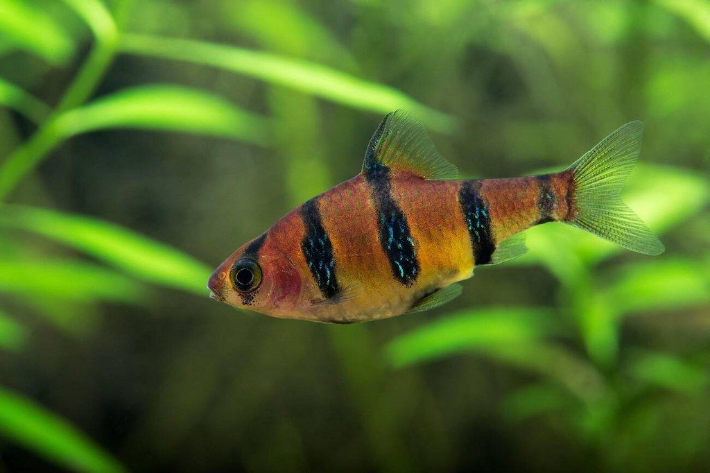 Ikan Puntius