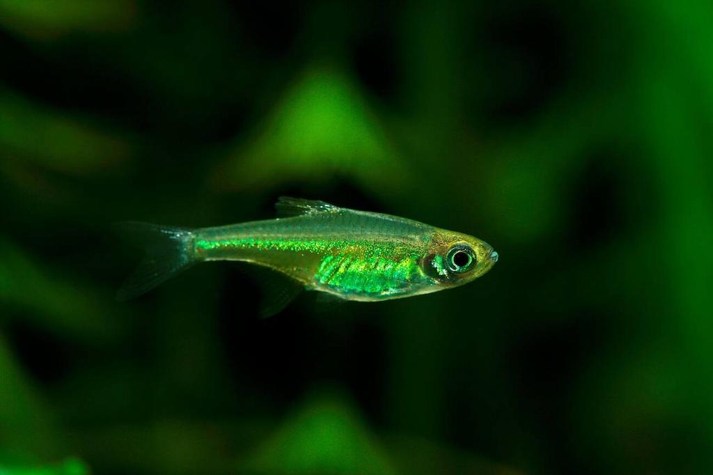 Ikan Rasbora Kubotai