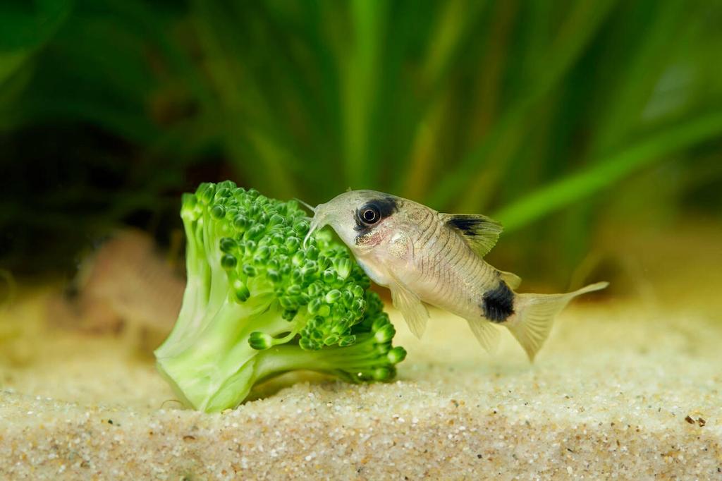 Makanan Ikan Corydoras Panda