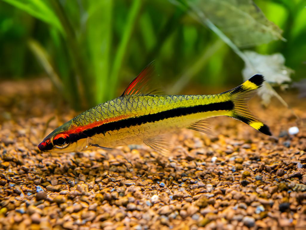 Makanan Ikan Puntius Denisonii
