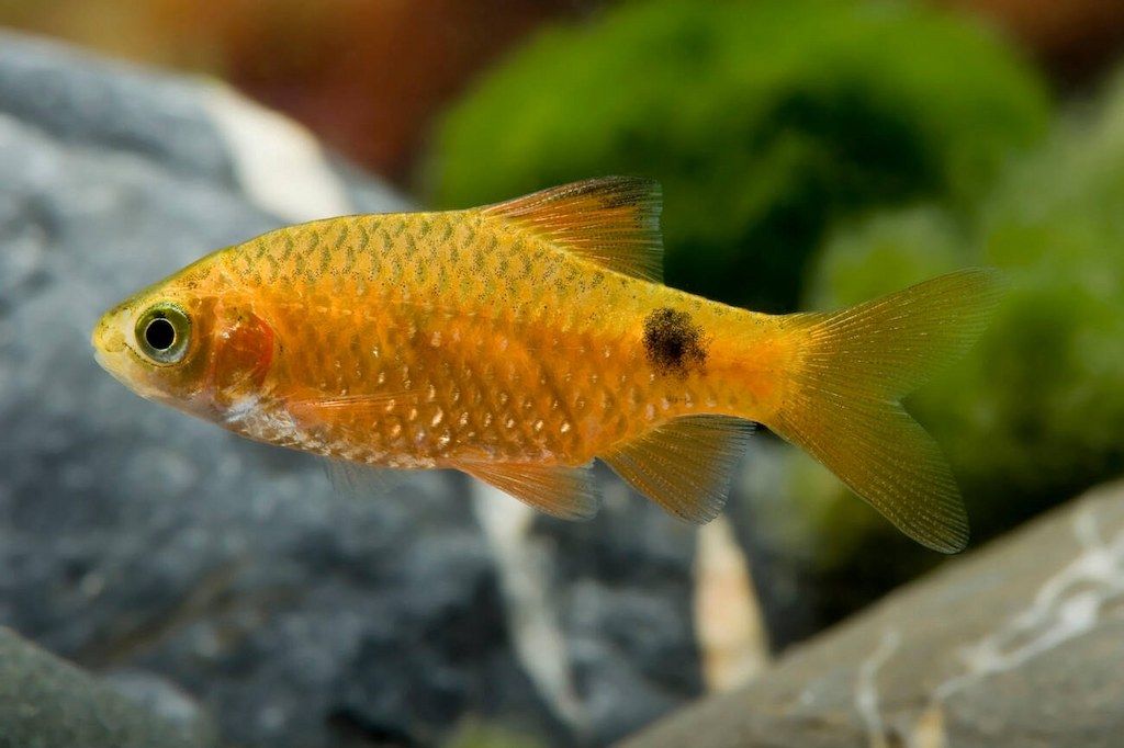 Ikan Puntius