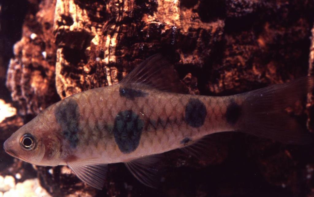 Ikan Puntius