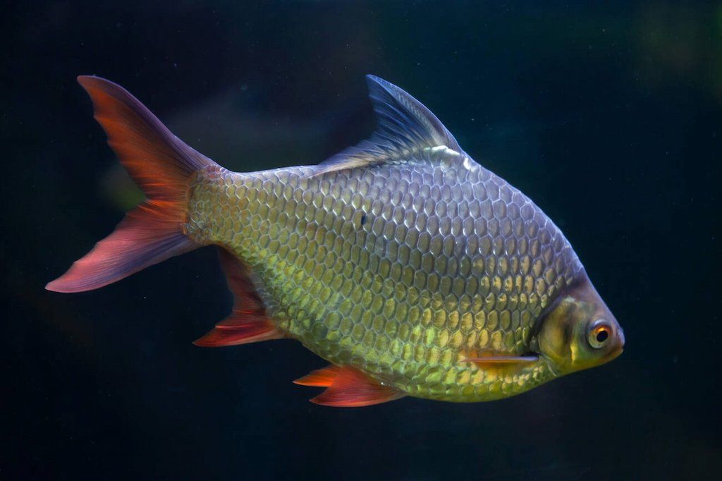 Ikan Puntius