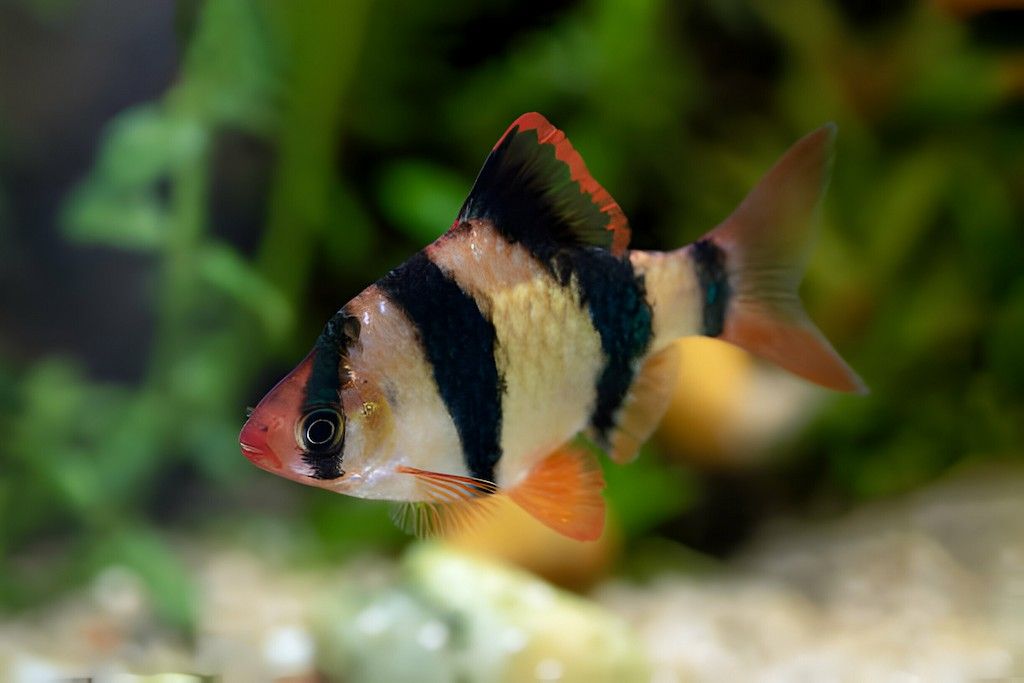Ikan Puntius