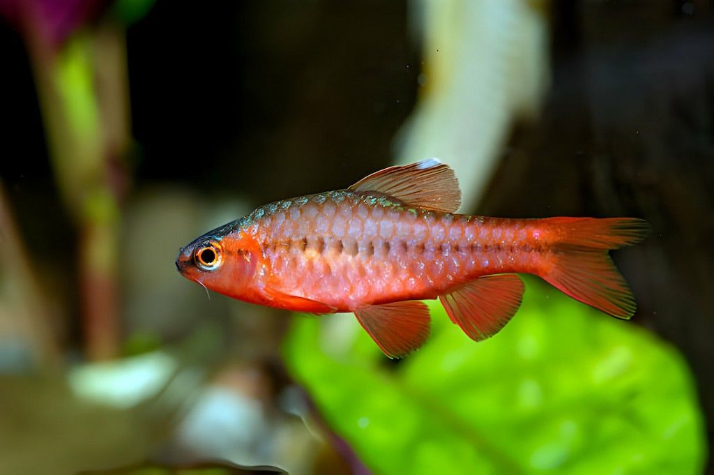 Ikan Puntius