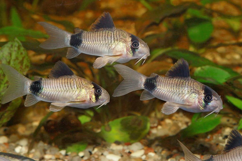 Tank Mates Corydoras Panda