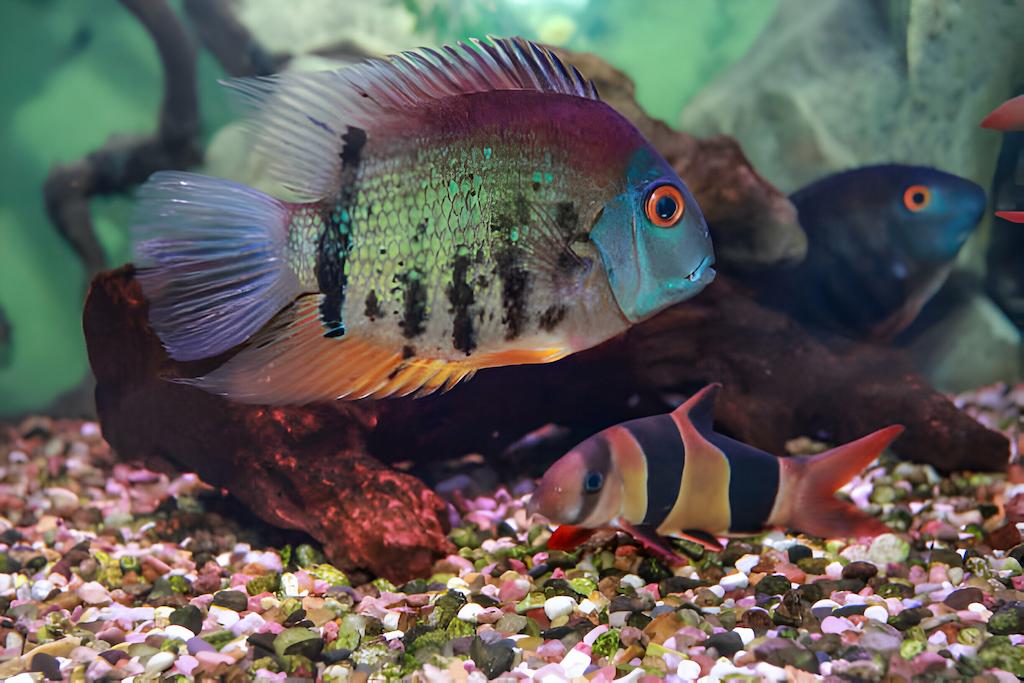 Tank Mates Ikan Severum