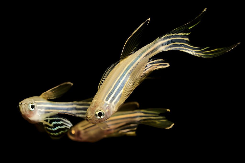 10 Jenis Ikan Danio Terpopuler