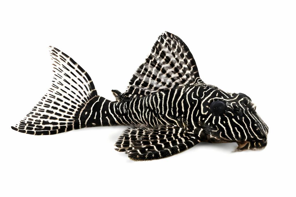 Ikan Lele Hias