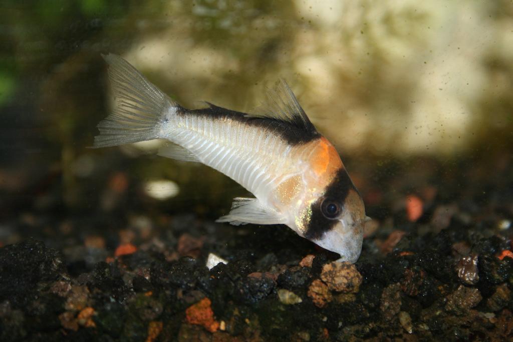 Cara Merawat Ikan Corydoras Adolfoi
