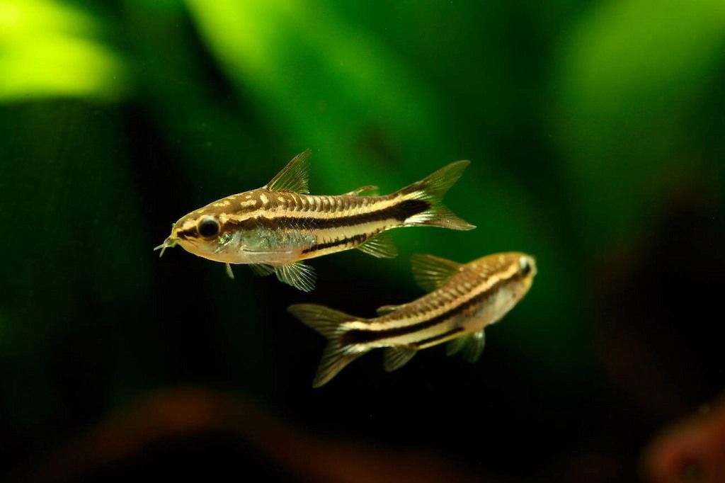 Cara Merawat Ikan Corydoras Pygmy
