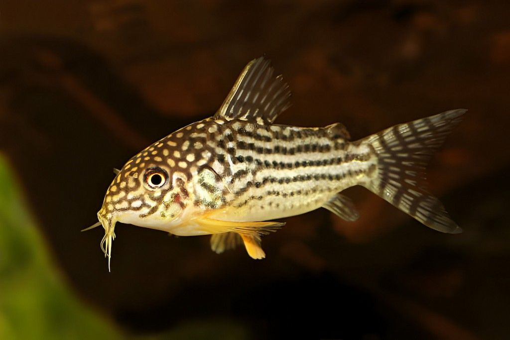 Cara Merawat Ikan Corydoras Sterbai