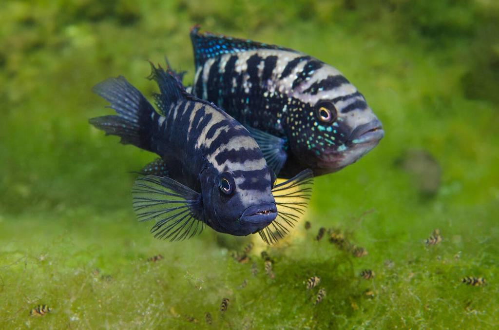 Cara Merawat Ikan Jack Dempsey