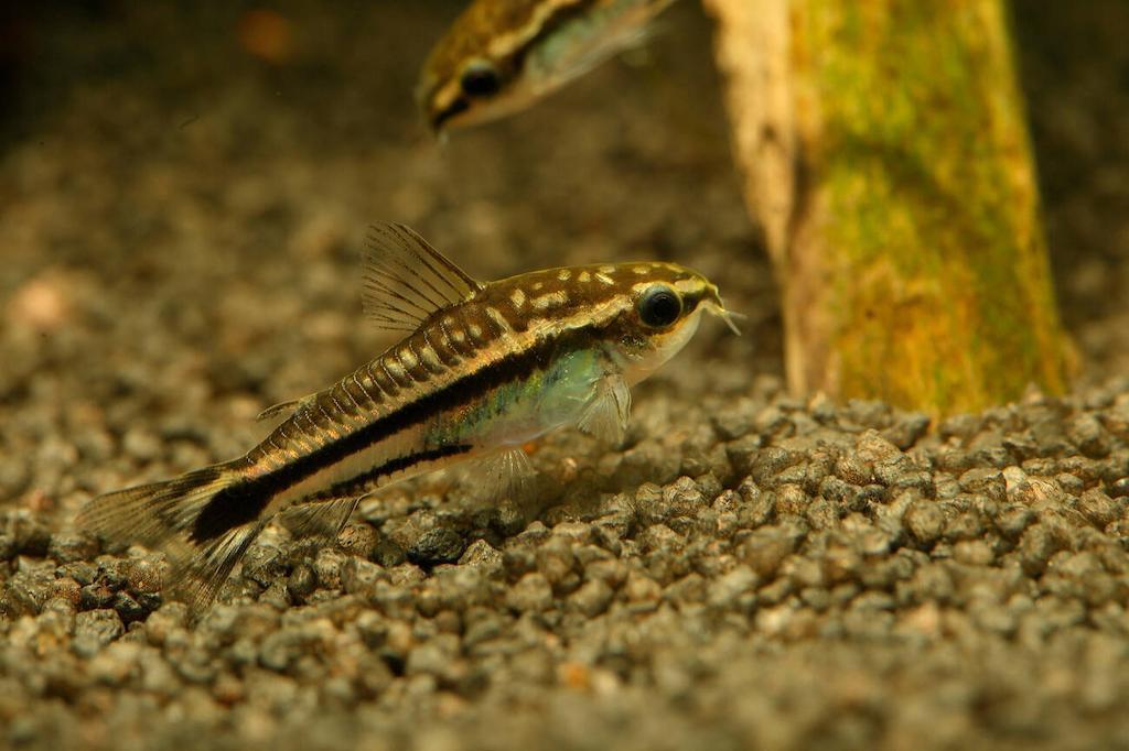 Ciri-ciri Ikan Corydoras Pygmy