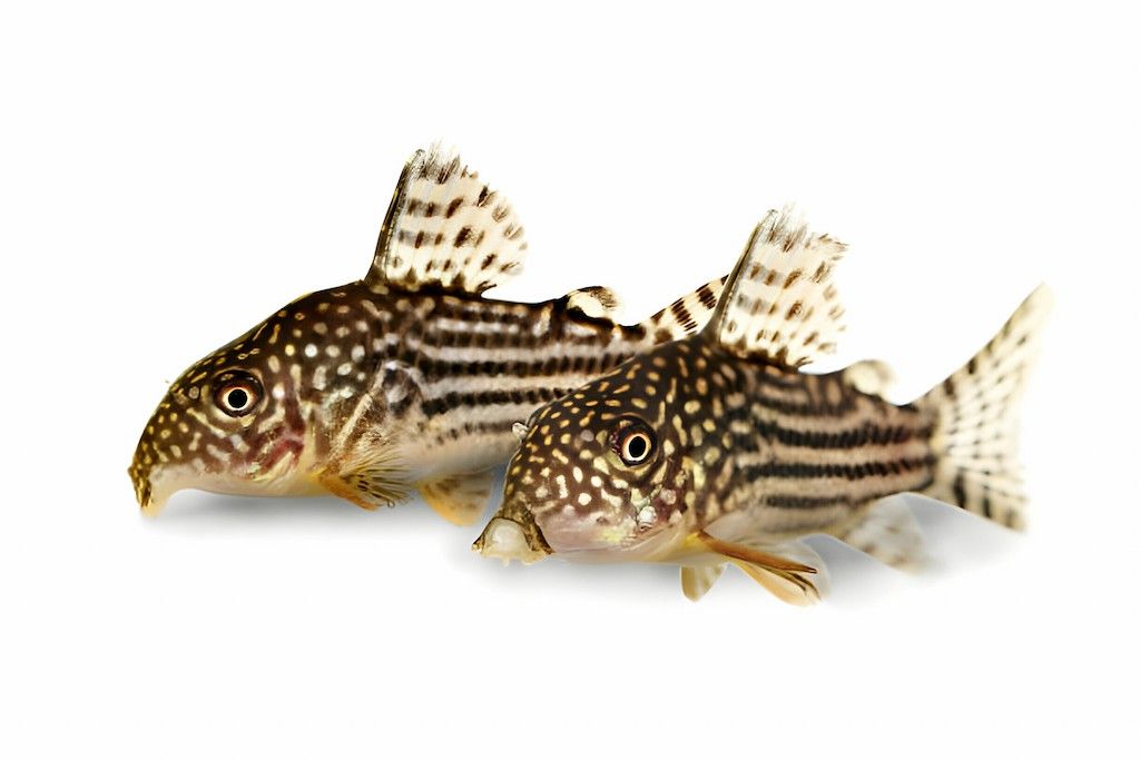 Ciri-ciri Ikan Corydoras Sterbai