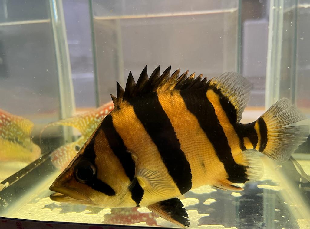 Ciri-ciri Ikan Datnoid