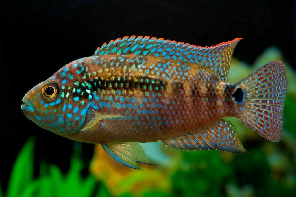 Ciri-ciri Ikan Jack Dempsey