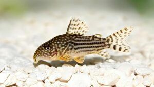 Corydoras Sterbai
