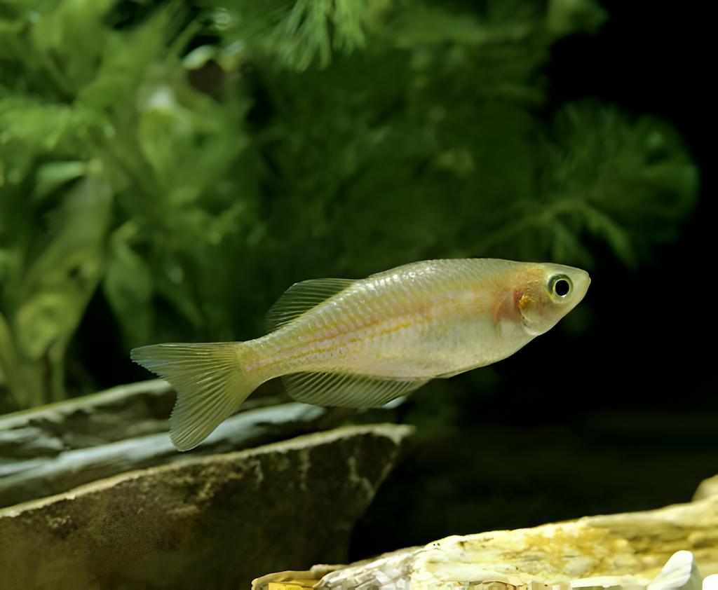 Ikan Danio
