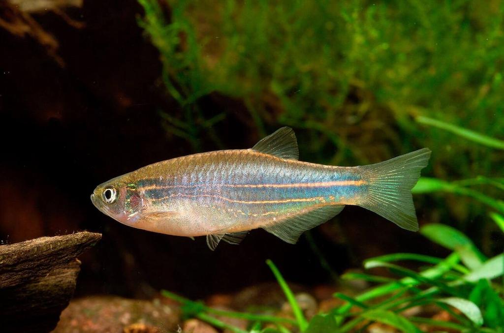 Ikan Danio