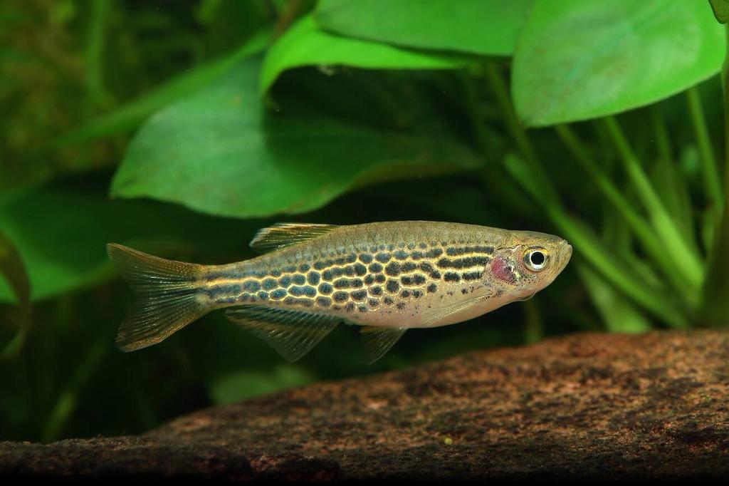 Ikan Danio