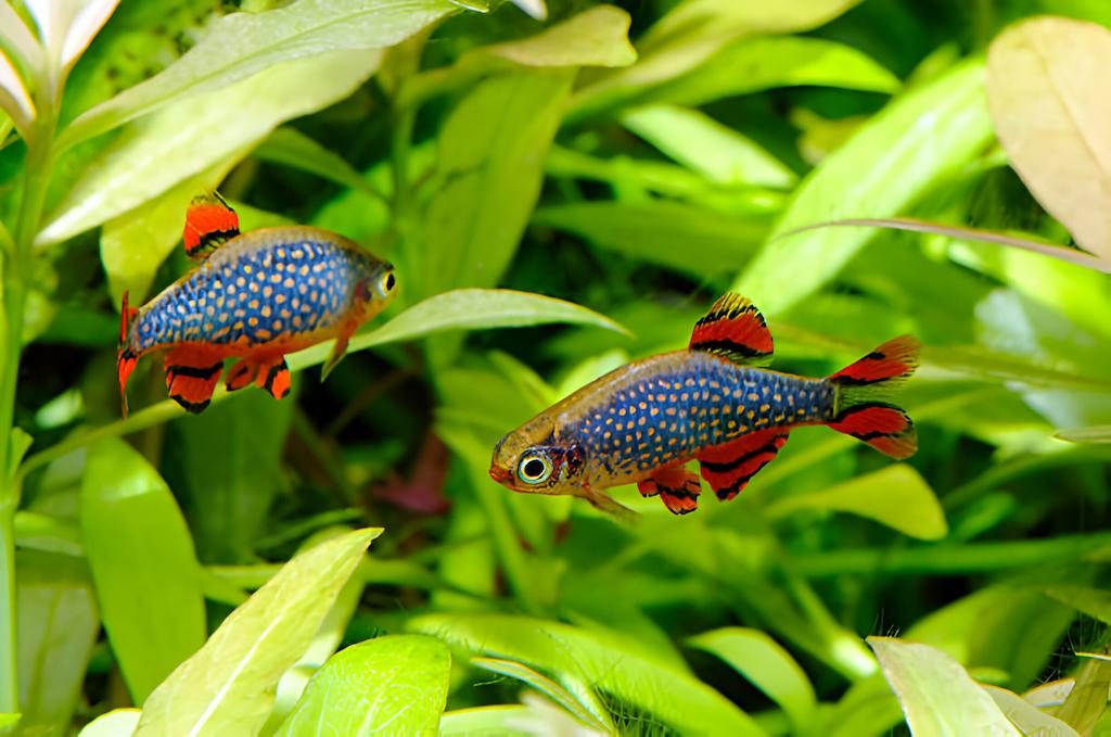 Ikan Danio
