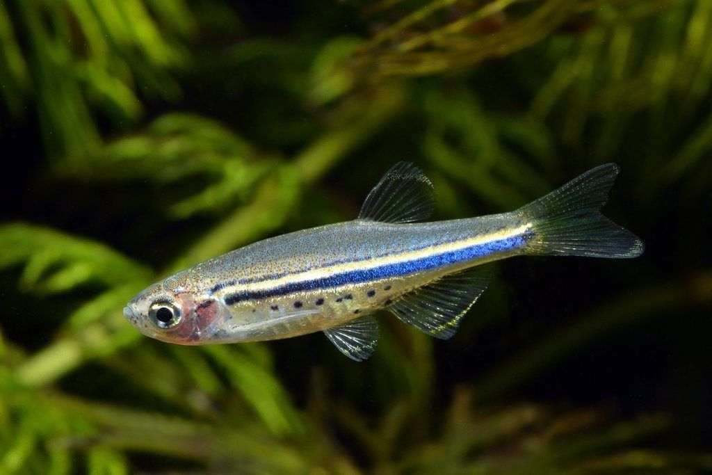 Ikan Danio