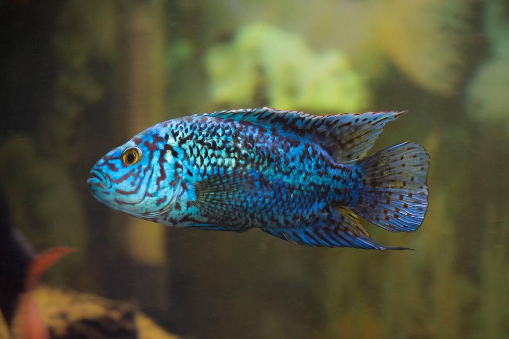 Ikan Jack Dempsey