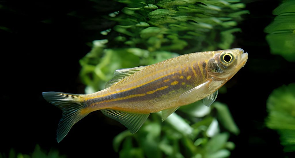 Ikan Danio