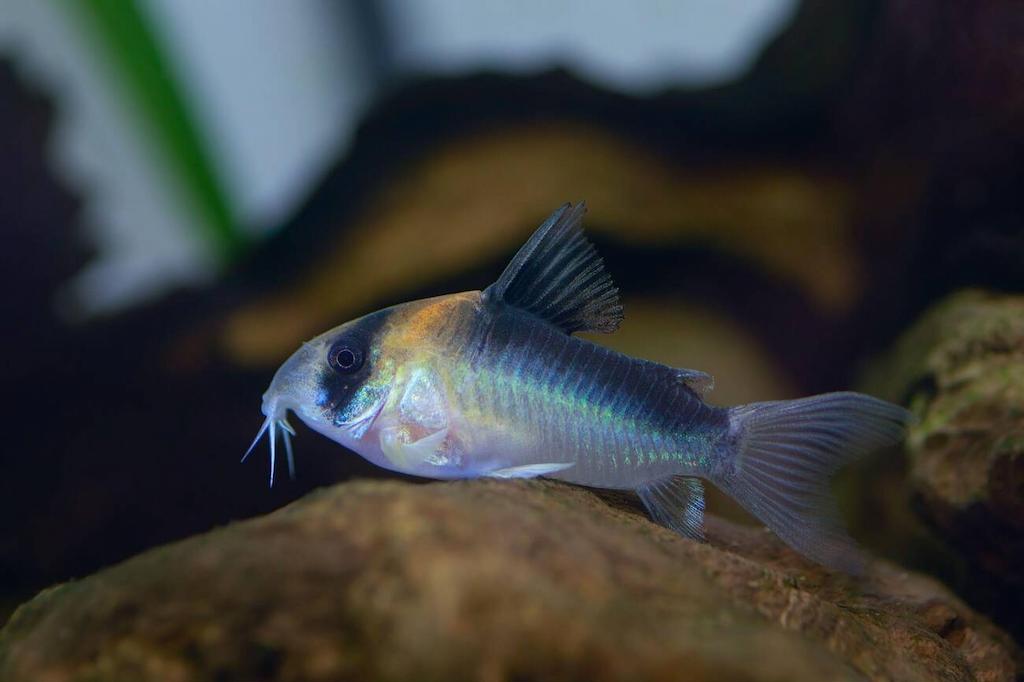 Ikan Corydoras Adolfoi