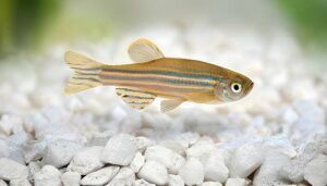 Ikan Danio