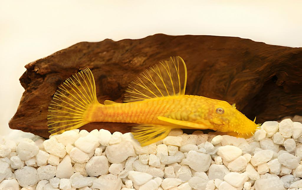 Ikan Lele Hias