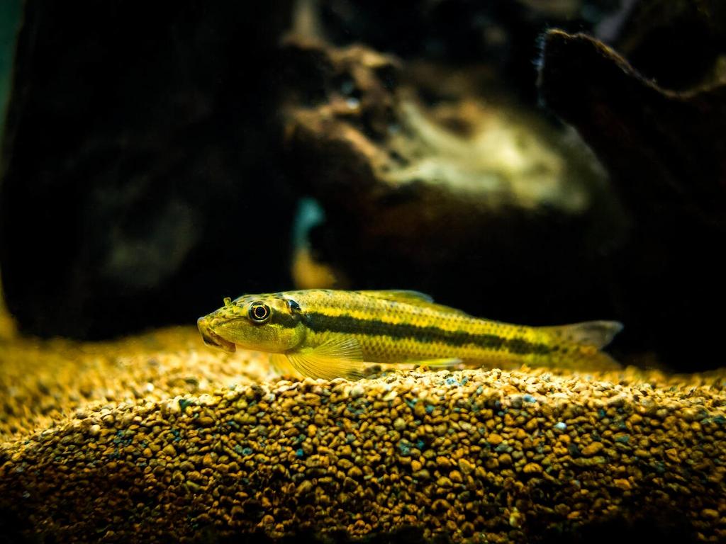 Ikan Lele Hias